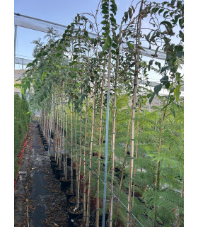 Almez (Celtis Australis)