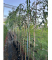 Hackberry (Celtis Australis)