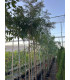 Grevillea