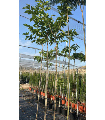 Fruitless mulberry