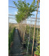 Fruitless mulberry