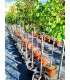 Pear tree (Pyrus communis)