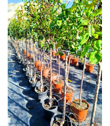 Pear tree (Pyrus communis)