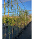 Olmo (Ulmus pumila)