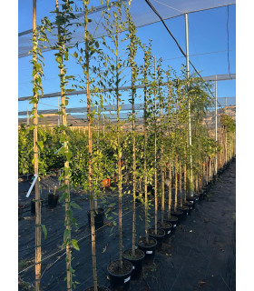 Olmo (Ulmus pumila)