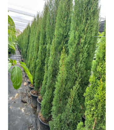 Ciprés común TOTEM (C.  sempervirens)
