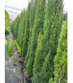 TOTEM common cypress (C. sempervirens)