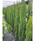 Ciprés común TOTEM (C.  sempervirens)