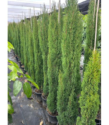 Ciprés común TOTEM (C.  sempervirens)