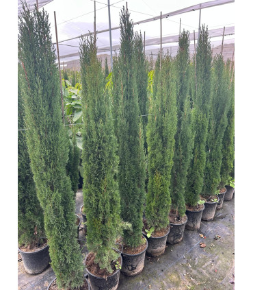 Ciprés común TOTEM (C.  sempervirens)