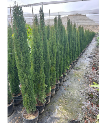 TOTEM common cypress (C. sempervirens)