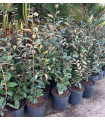 Elaeagnus ebbingei