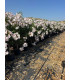 Adelfa (Nerium oleander) formato árbol.
