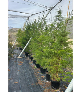 Ciprés "Macrocarpa"
