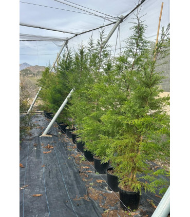 Ciprés "Macrocarpa"
