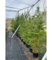 Ciprés "Macrocarpa"