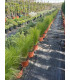 Stipa tenuissima "Pony tails"