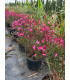 Red Gaura