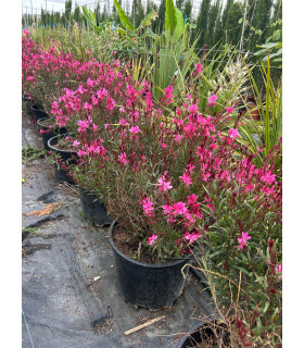 Red Gaura
