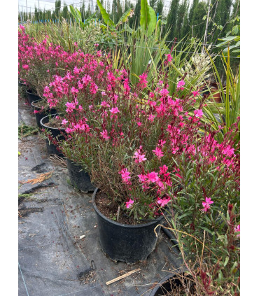 Red Gaura