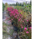 Gaura Roja
