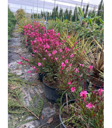 Gaura Roja