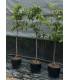 Quince (Cydonia oblonga)