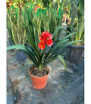 Clivia Miniata
