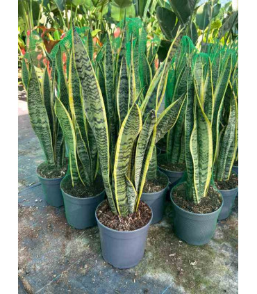 Sansevieria Trifasciata Laurentii
