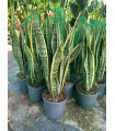 Sansevieria Trifasciata Laurentii