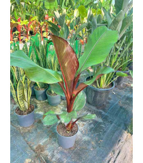 Musa Maurelii