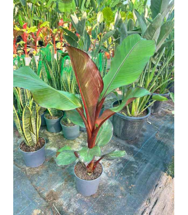 Musa Maurelii