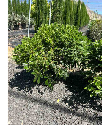 Pittosporum Tobira Nana