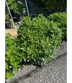 Pittosporum Tobira Nana