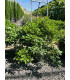 Pittosporum Tobira Nana