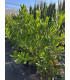 Pittosporum tobira