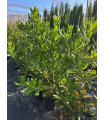 Pittosporum tobira