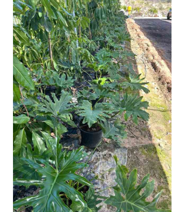 Philodendron