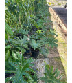 Philodendron