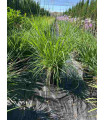 Pennisetum Alopecuroides