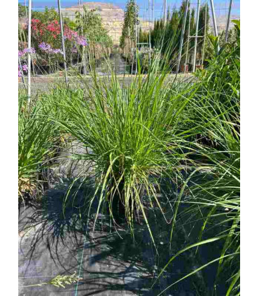 Pennisetum Alopecuroides