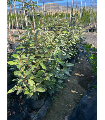 Eleagnus Ebbingei