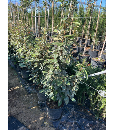 Eleagnus Ebbingei