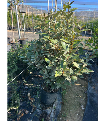 Eleagnus Ebbingei