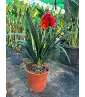Clivia Miniata