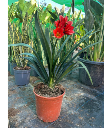 Clivia Miniata