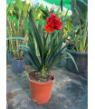 Clivia Miniata
