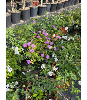 Lantana rastrera