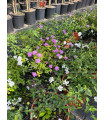 Lantana rastrera