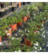 Lantana rastrera